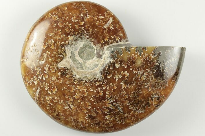 4.6" Polished Ammonite Fossil - Madagascar